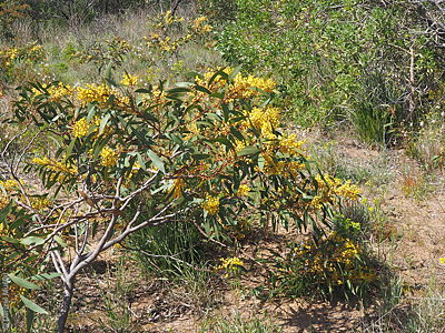 Acacia leiophylla p Denzel Murfet Potters Scrub CP